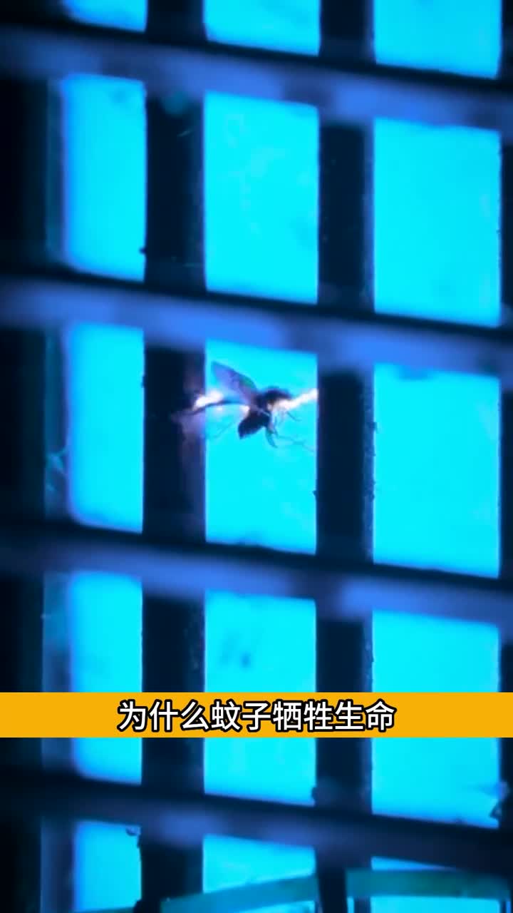 为啥蚊子喜欢飞进灭蚊灯里