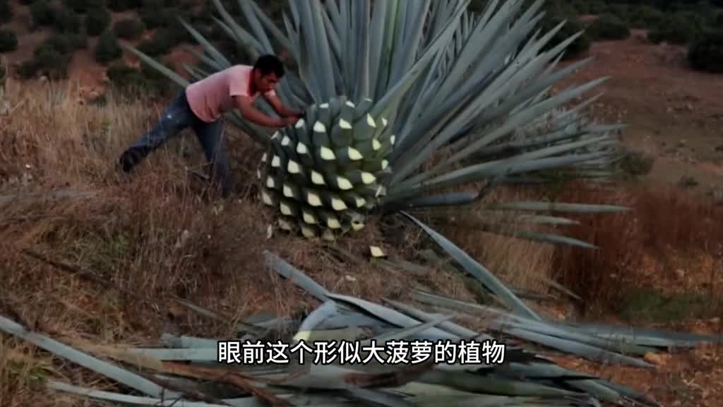 墨西哥的国酒龙舌兰酒是如何酿造的