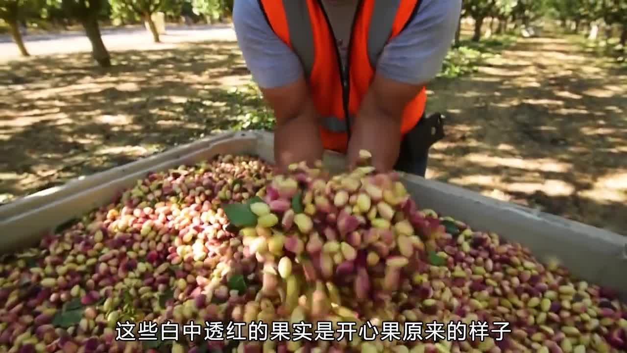 原来开心果是这个味道别再吃那种白白的开心果了尝尝这个土耳其纯天然的开心果