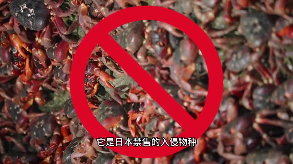 这样的龙虾尾你吃一次就会爱上它Q弹肉紧个头大一口一个特别满足