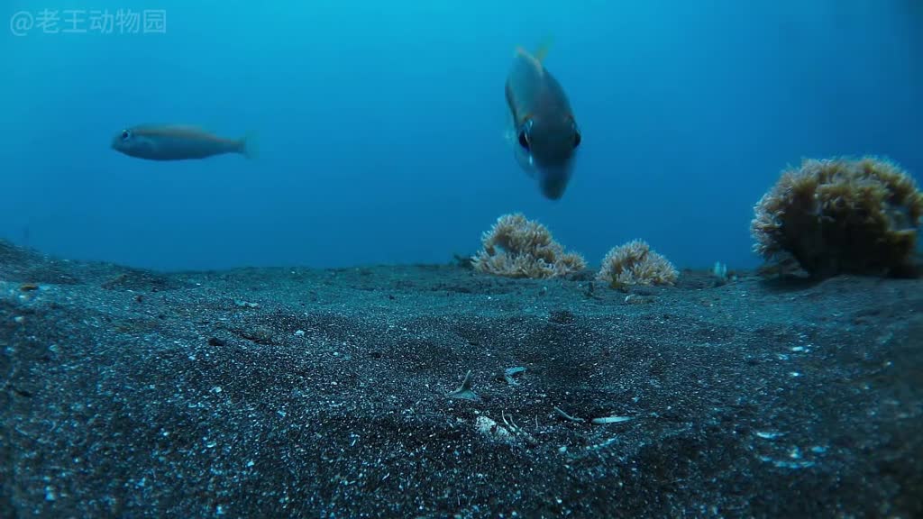 海底绞肉机到底有多可怕