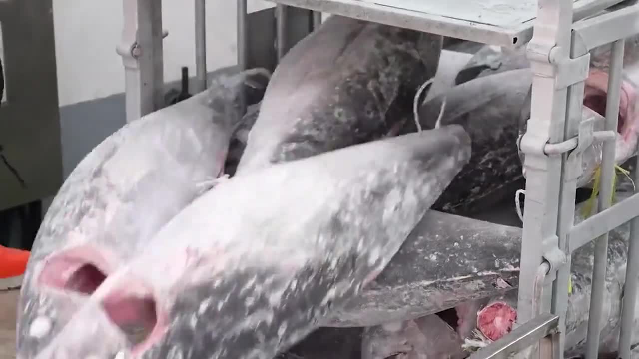 金枪鱼罐头是如何制作的