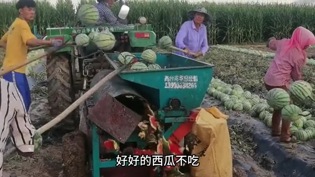 你吃的西瓜子是西瓜的籽吗