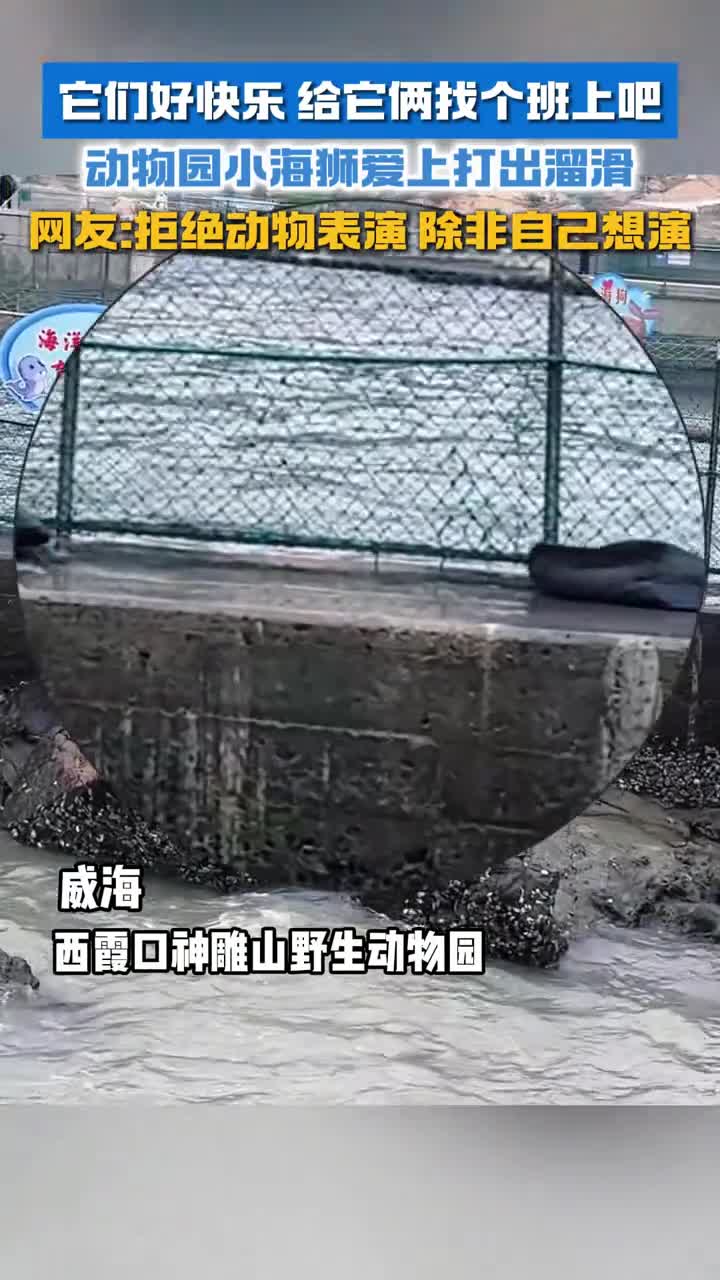 它们好快乐给它俩找个班上吧西霞口神雕山野生动物园小海狮爱上打出溜滑网友拒绝动物表演除非自己想演