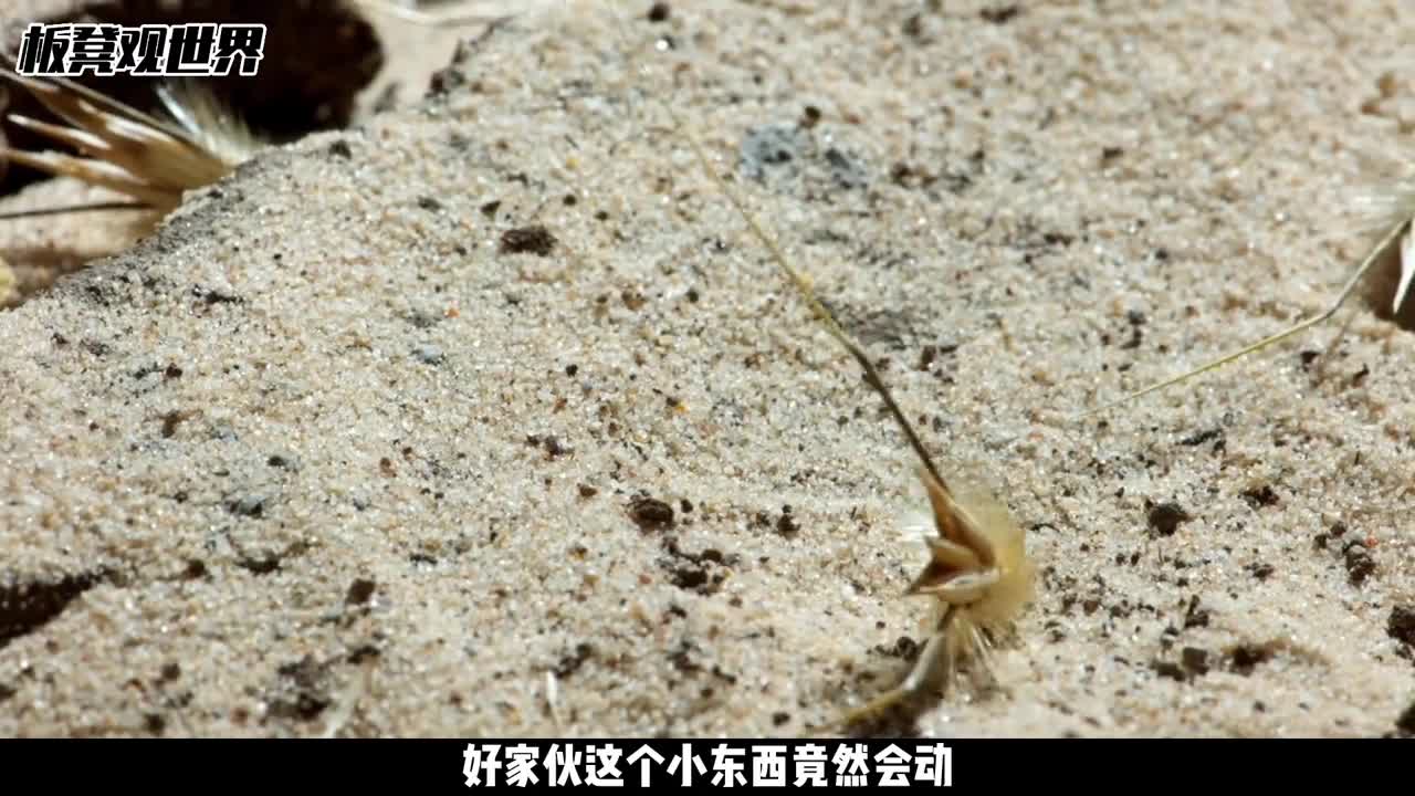 不正经的燕麦没事走两步