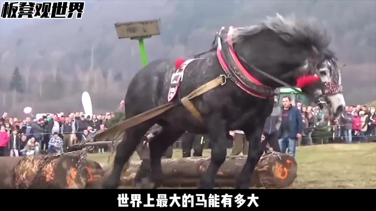 马能有多大来看看夏尔马