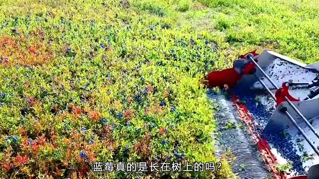 水果中的贵族浆果之王