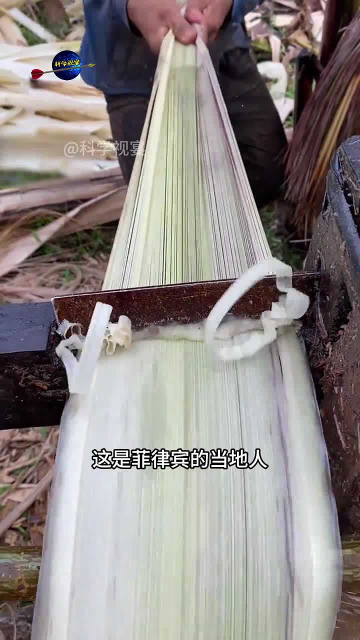 菲律宾人是如何加工蕉麻的