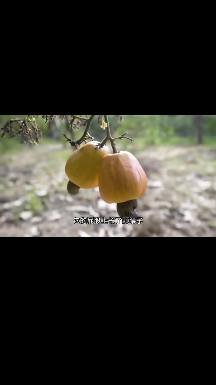 你见过腰果长在树上的样子吗