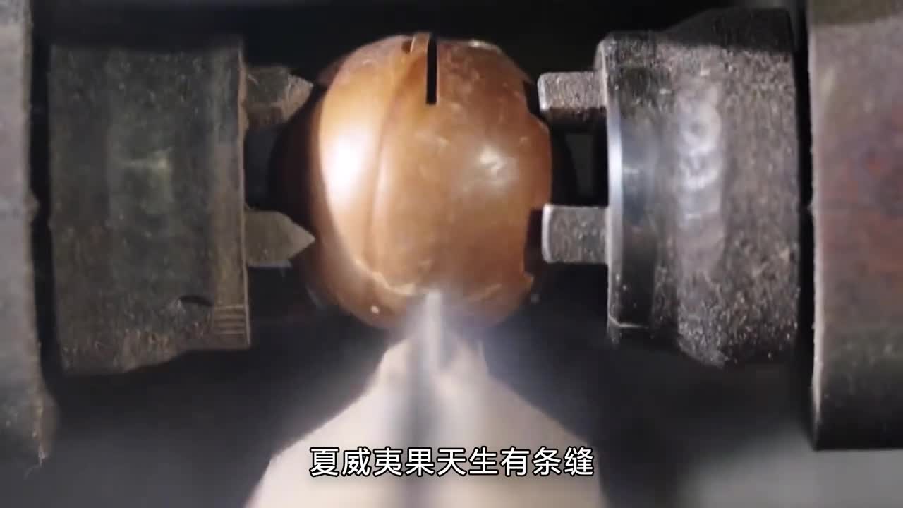 夏威夷果上的缝是怎么来的