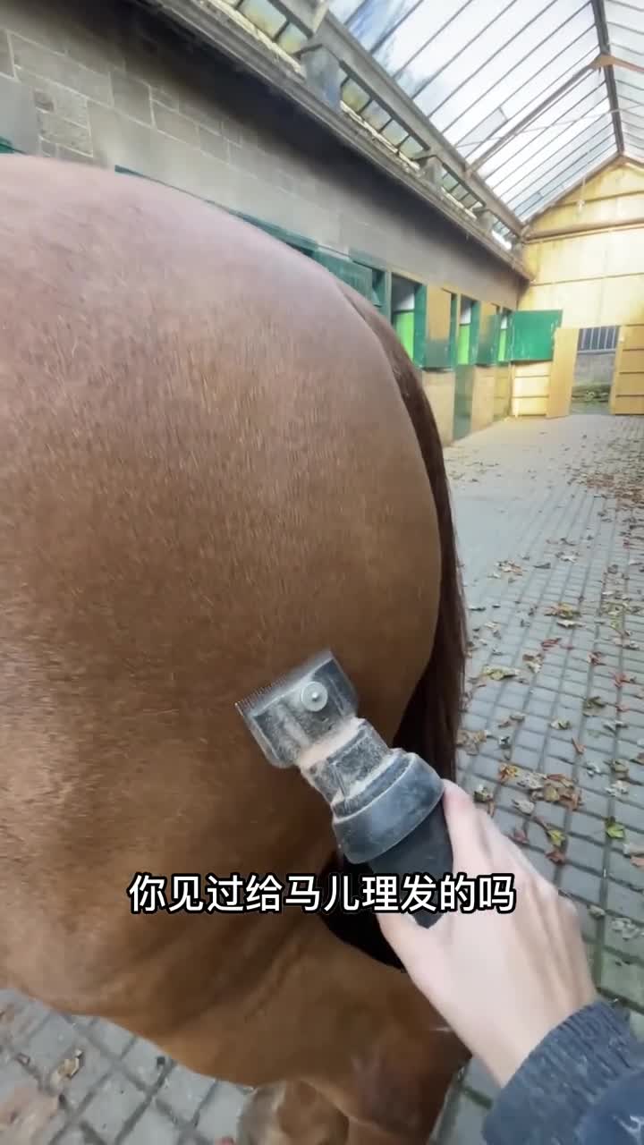给马剃发超解压视频
