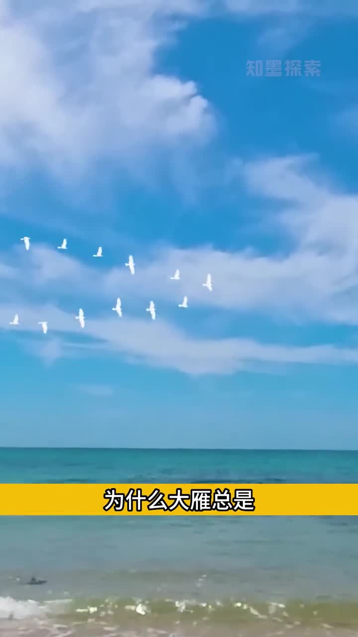 大雁为什么程V字形飞行解释