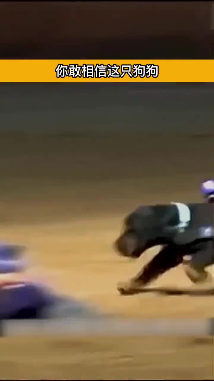 狗狗居然也会做心肺复苏