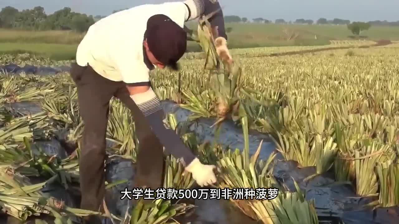 你见过用真实凤梨制作的凤梨酥吗