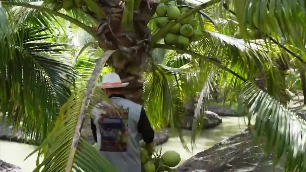 椰子脆片是如何制作的