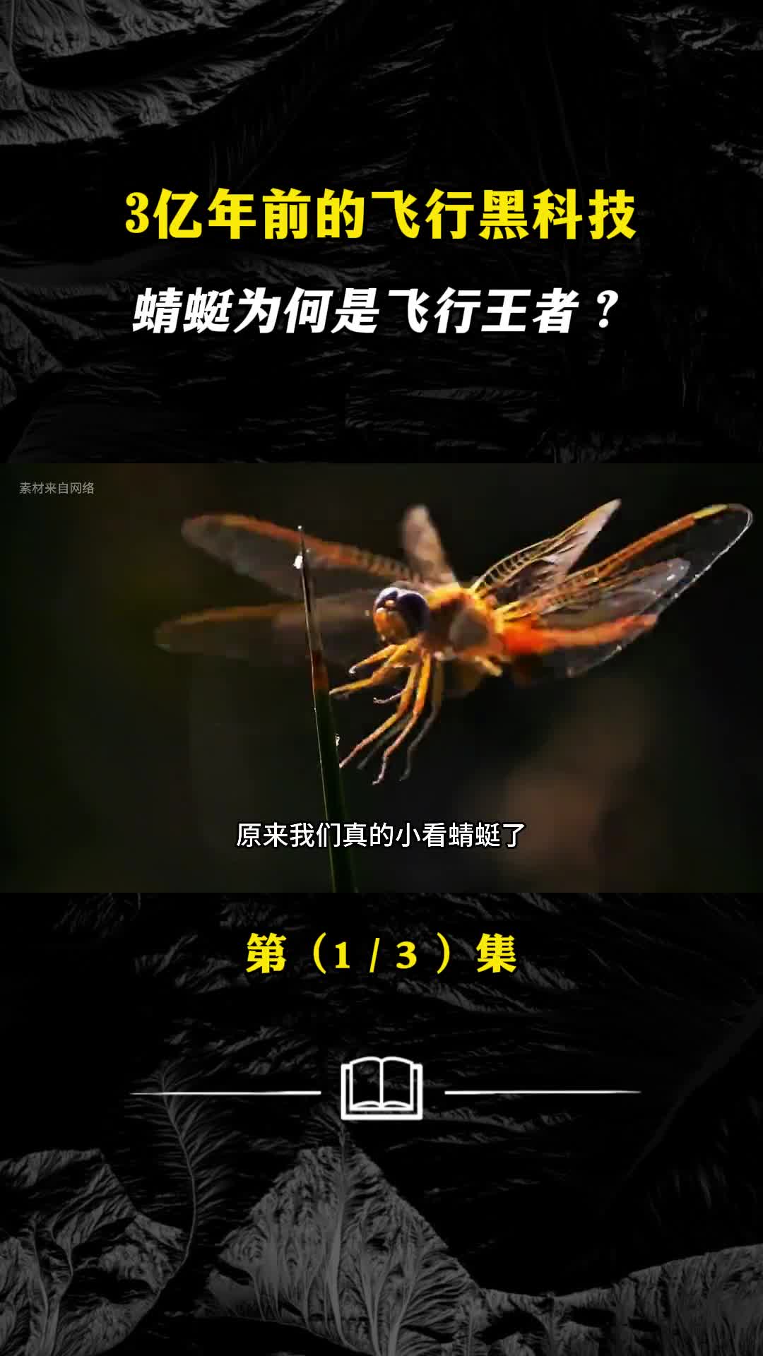 3亿年前的飞行黑科技蜻蜓为何是飞行王者