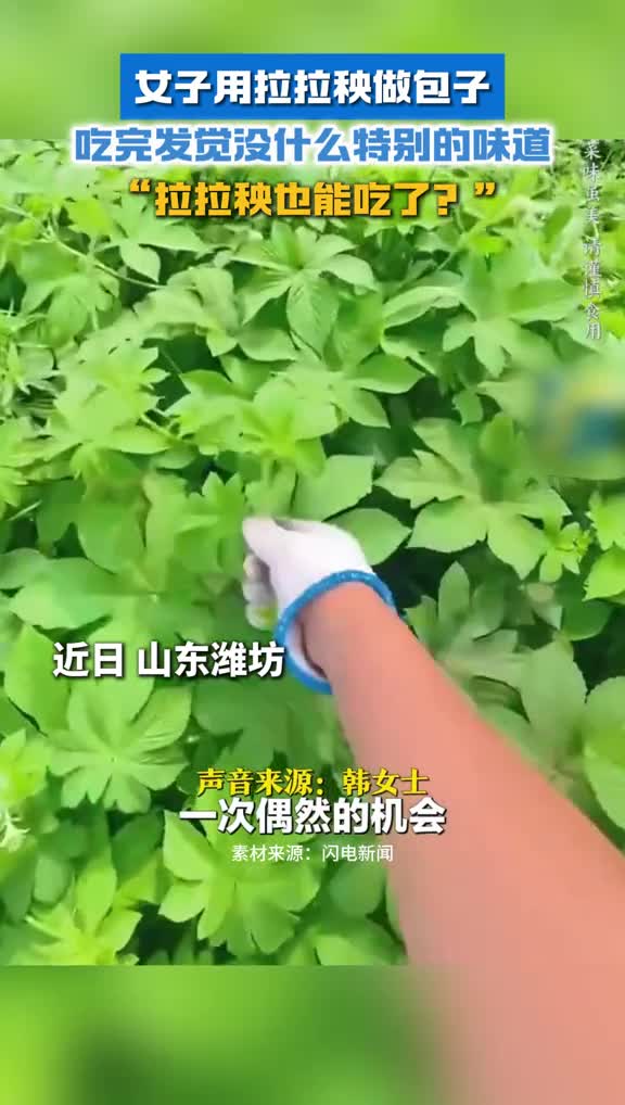 女子用拉拉秧做包子吃完发觉没什么特别味道网友拉拉秧也能吃了