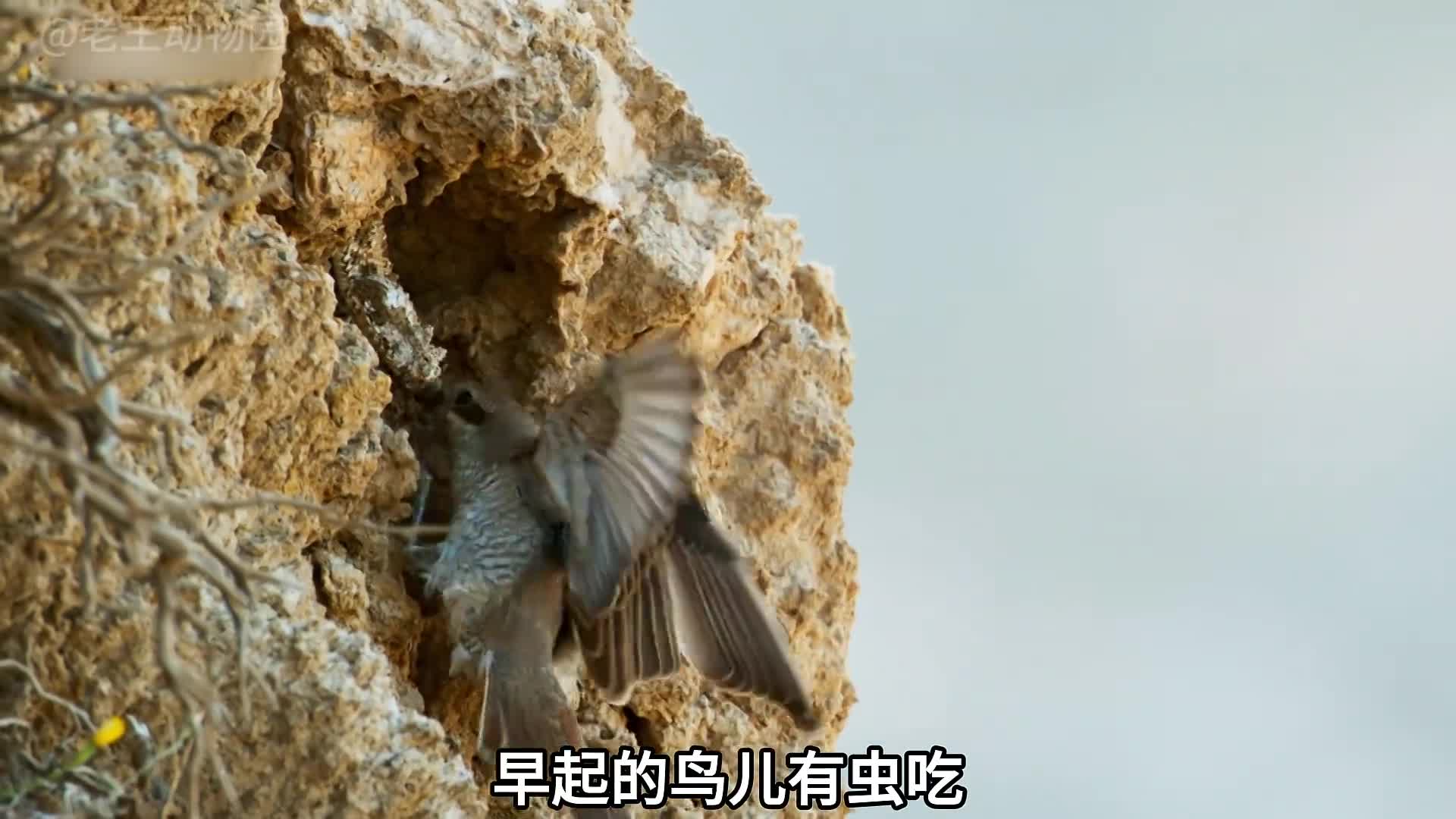 食食物者为俊杰