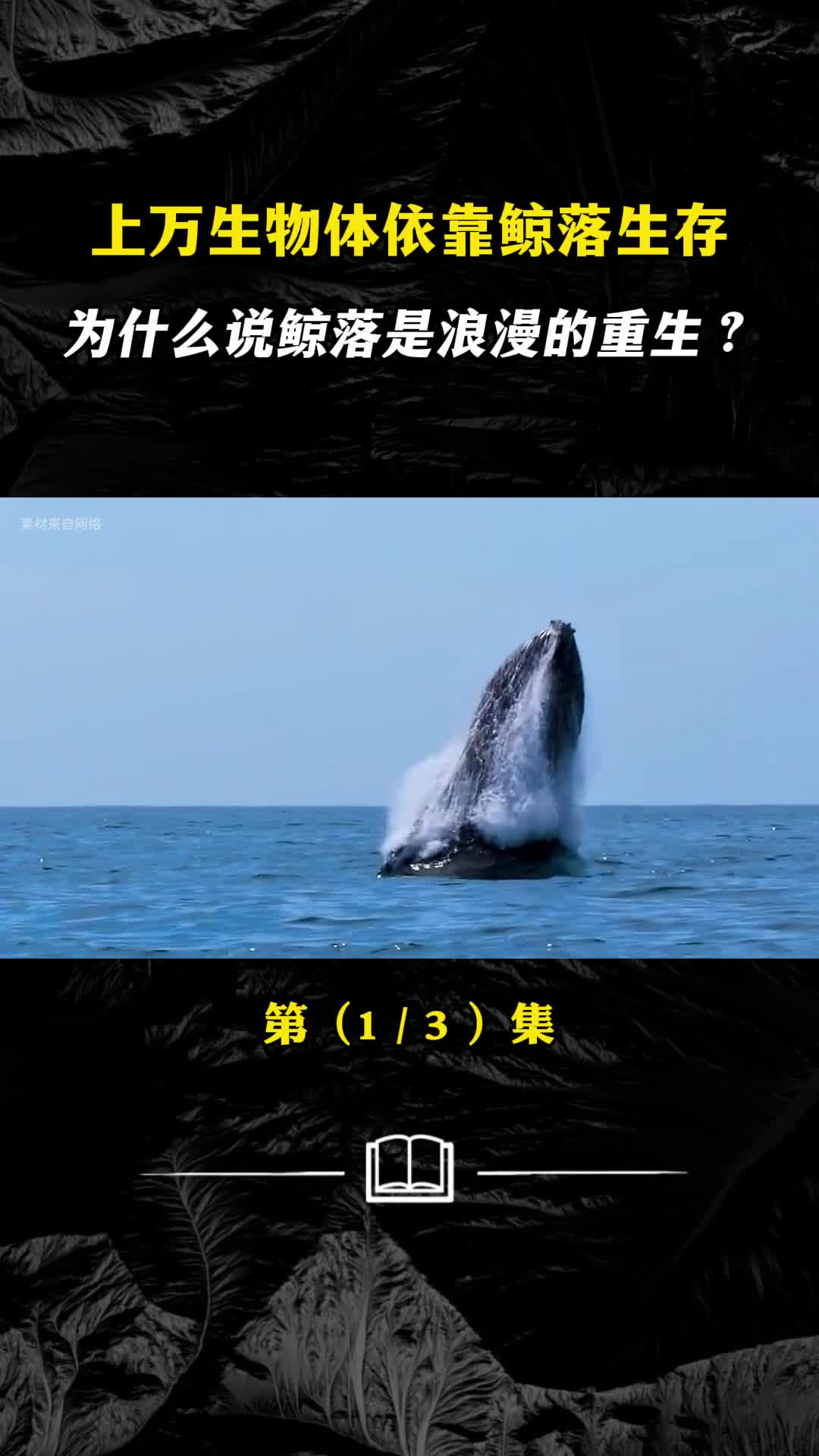 上万生物体依靠鲸落生存为什么说鲸落是浪漫的重生