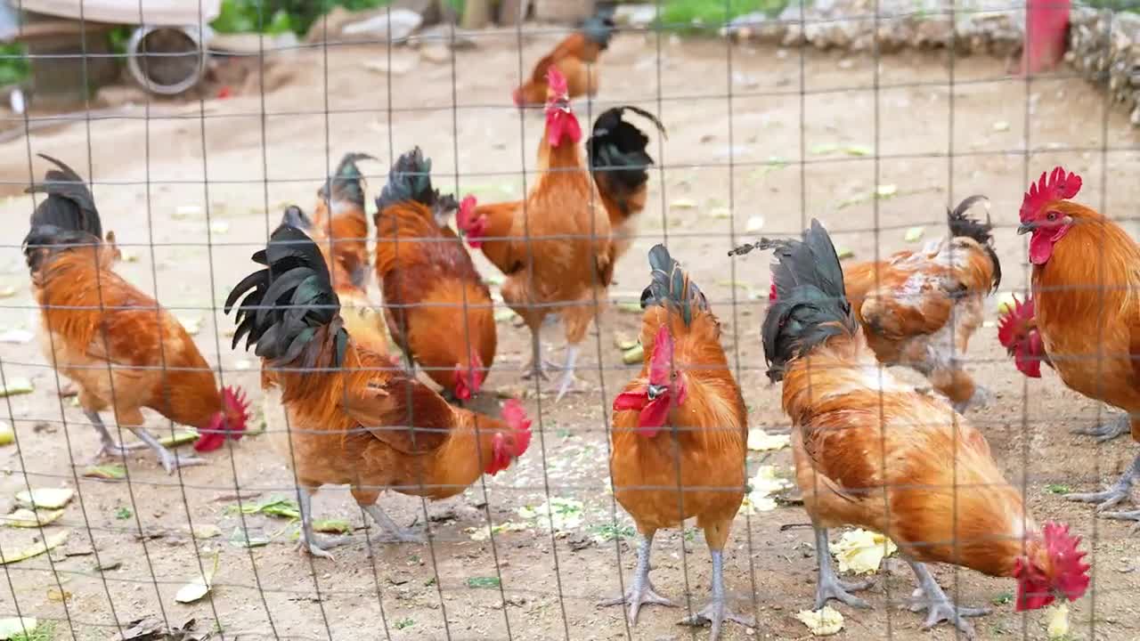 品味蒙阴光棍鸡一份来自临沂鲜香醇厚的诱惑