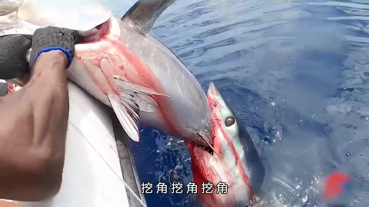 金枪鱼罐头是如何制作的