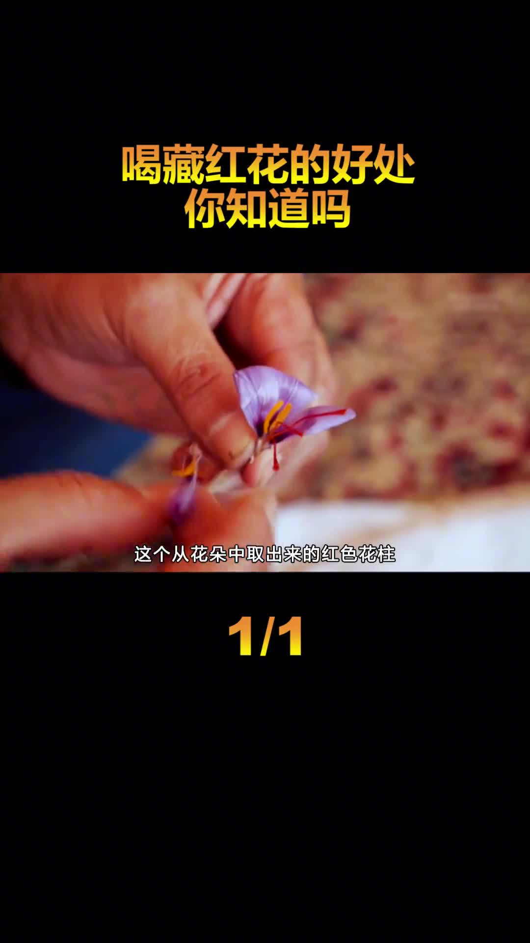 从番红花中采集花柱1克要200多朵花