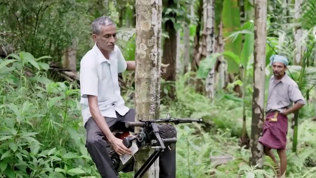 你喝过的椰子水是不是猴子采摘的