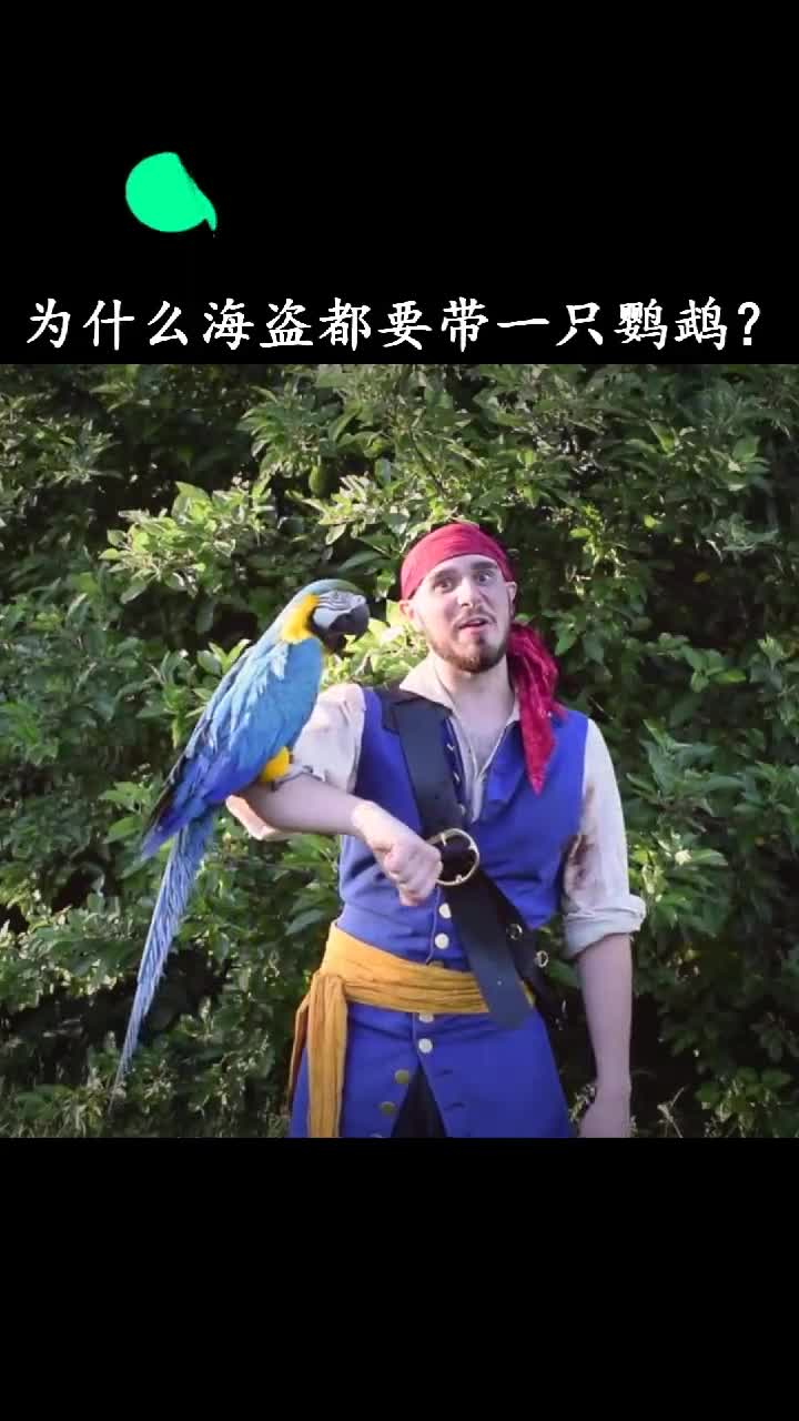 为什么海盗都要带一只鹦鹉而不是狗熊或者狮子