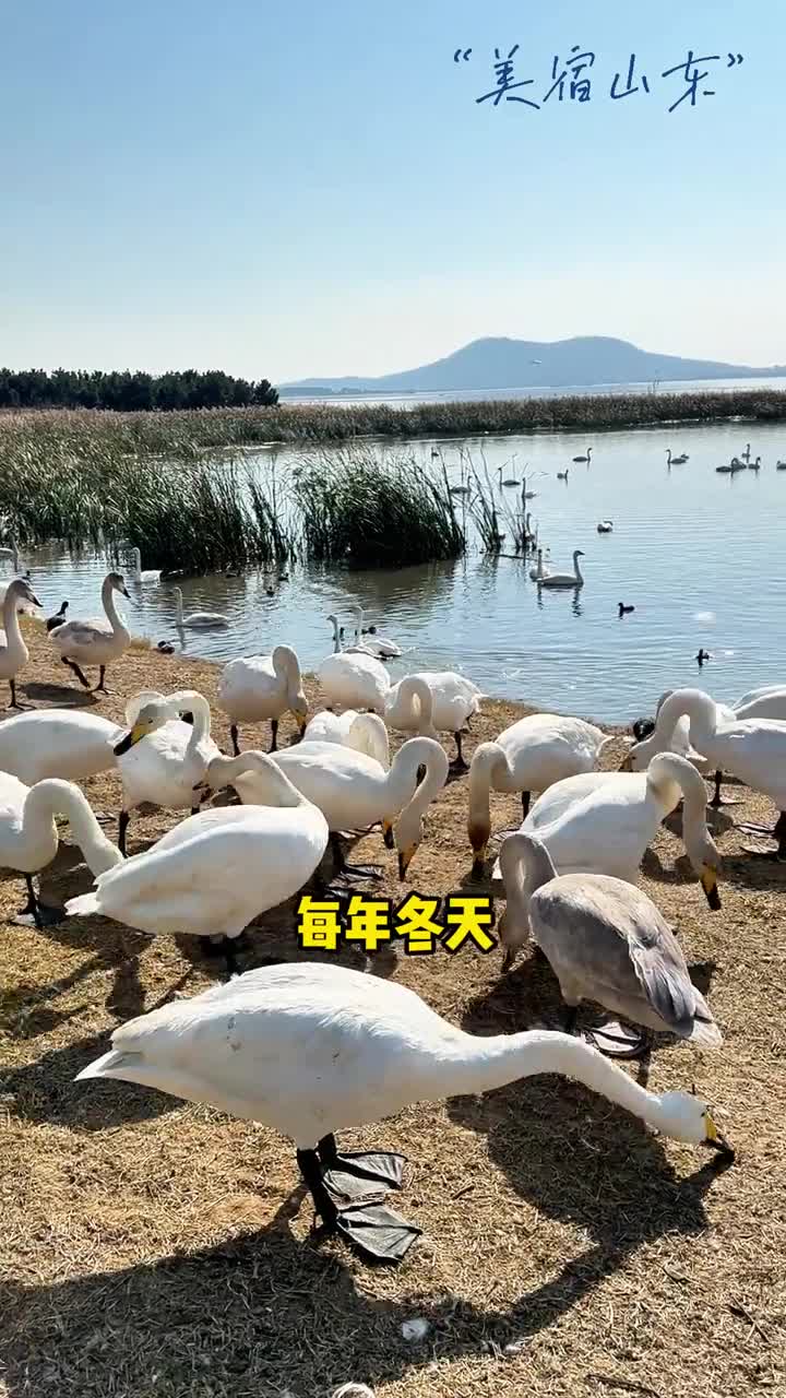 威海市荣成市不负天鹅湖艺术乡村宿集冬日午后与好友卧在温馨的软榻看天边流云听院内溪水叮咚仿佛世界都为这一隅安静下来慢下来想要体验诗意的栖居就来这里吧