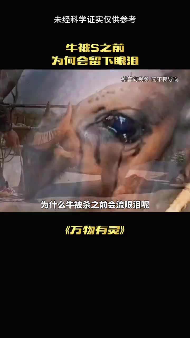 牛被宰杀之前为什么会哭