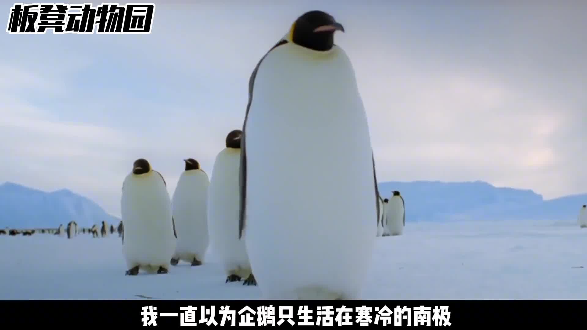 呆萌的企鹅原来这么厉害