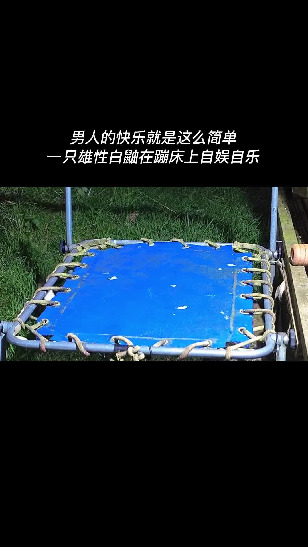 最后算乐极生悲吗