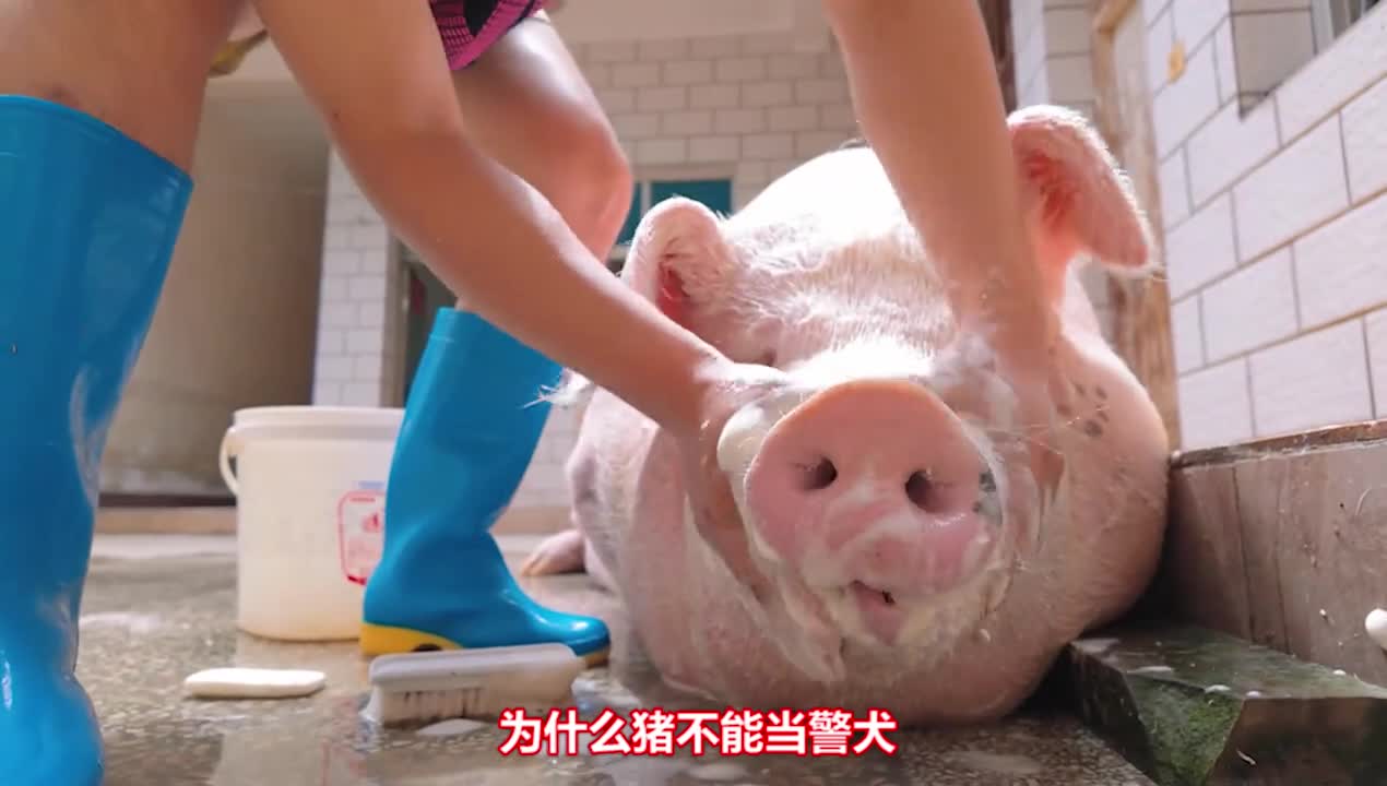 猪的嗅觉比狗更强更聪明为什么猪不能当警犬
