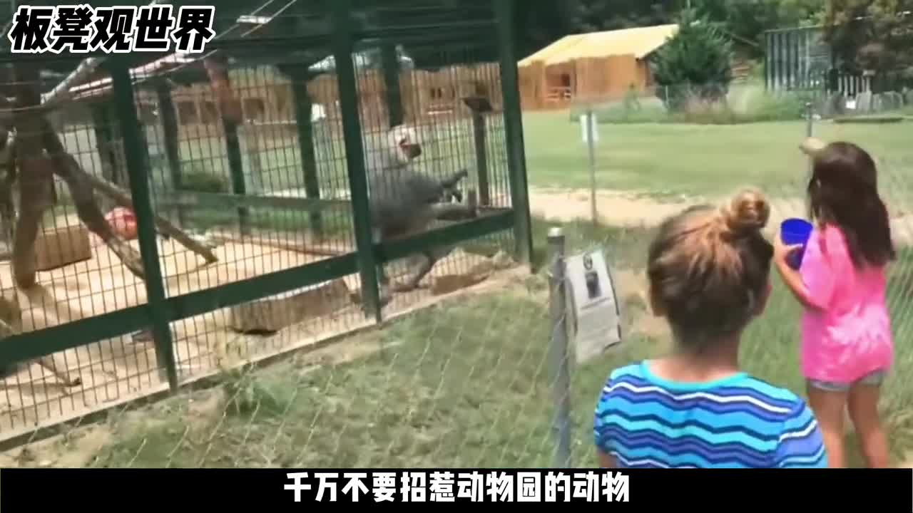 熊孩子招惹动物园动物后果让人哭笑不得