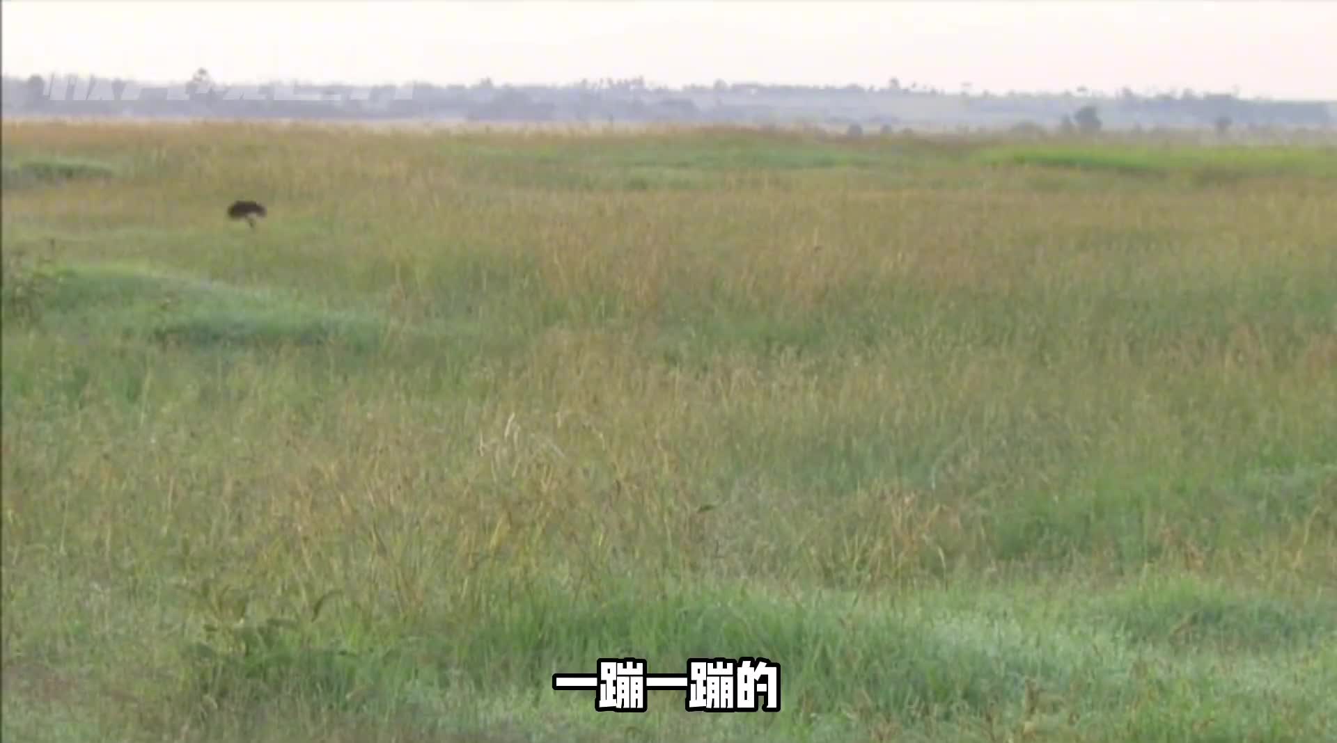 奇葩的动物求偶行为