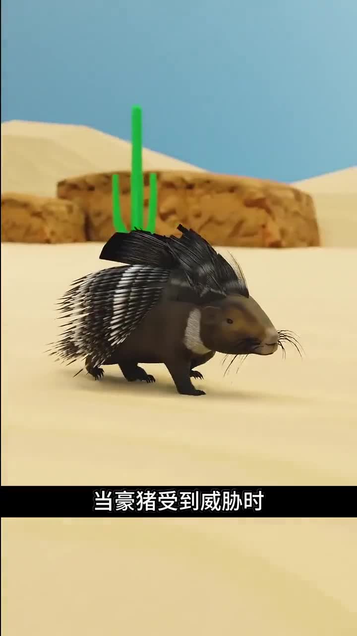 豪猪的羽毛真的会飞射出去吗