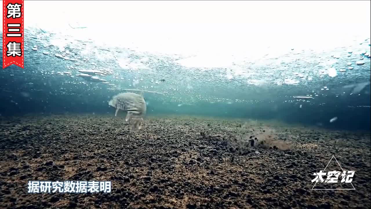 让普京都兴奋不已的狗鱼到底有多猛真能活200岁吗