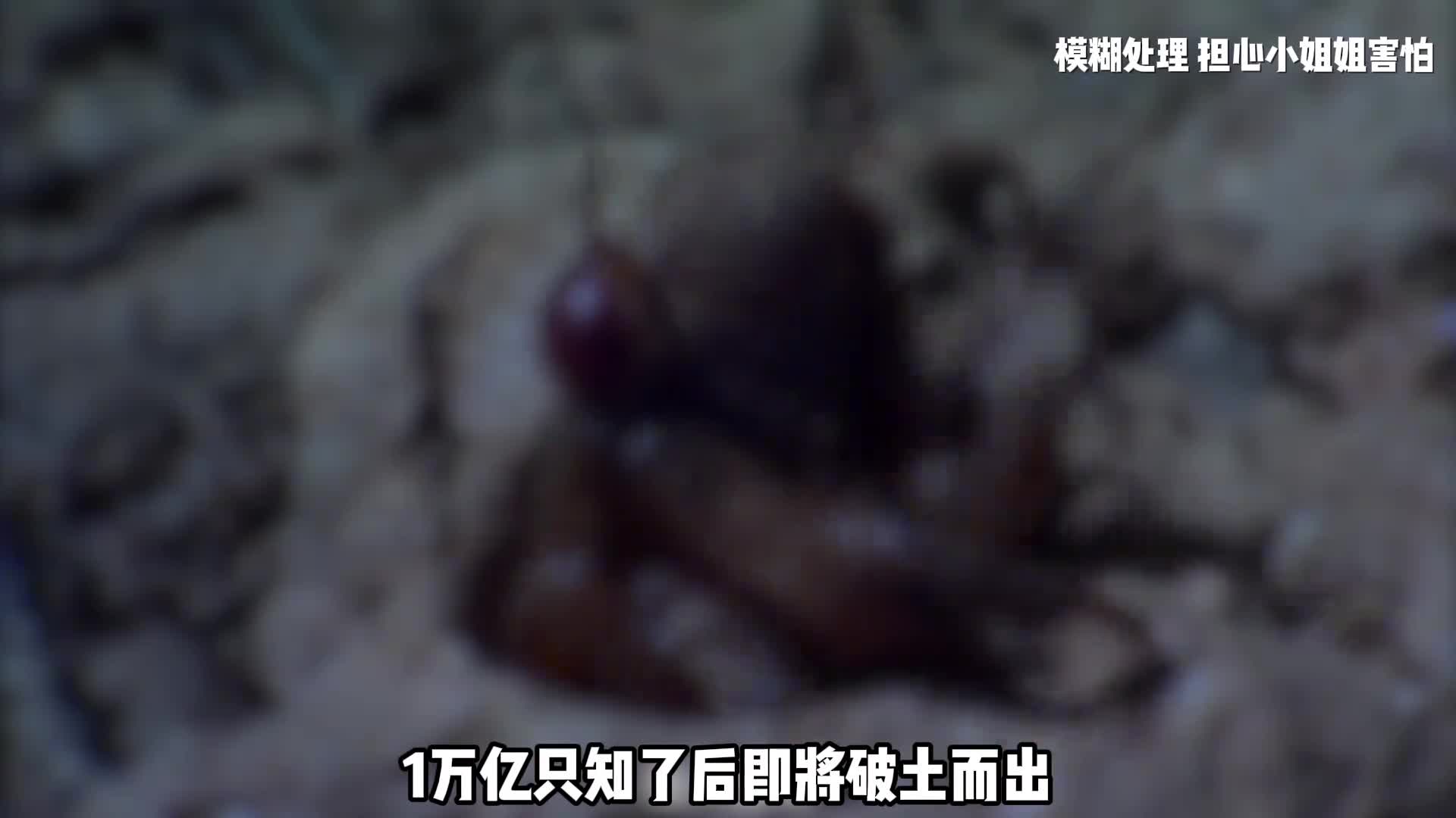 美国金蝉泛滥到底怎么回事