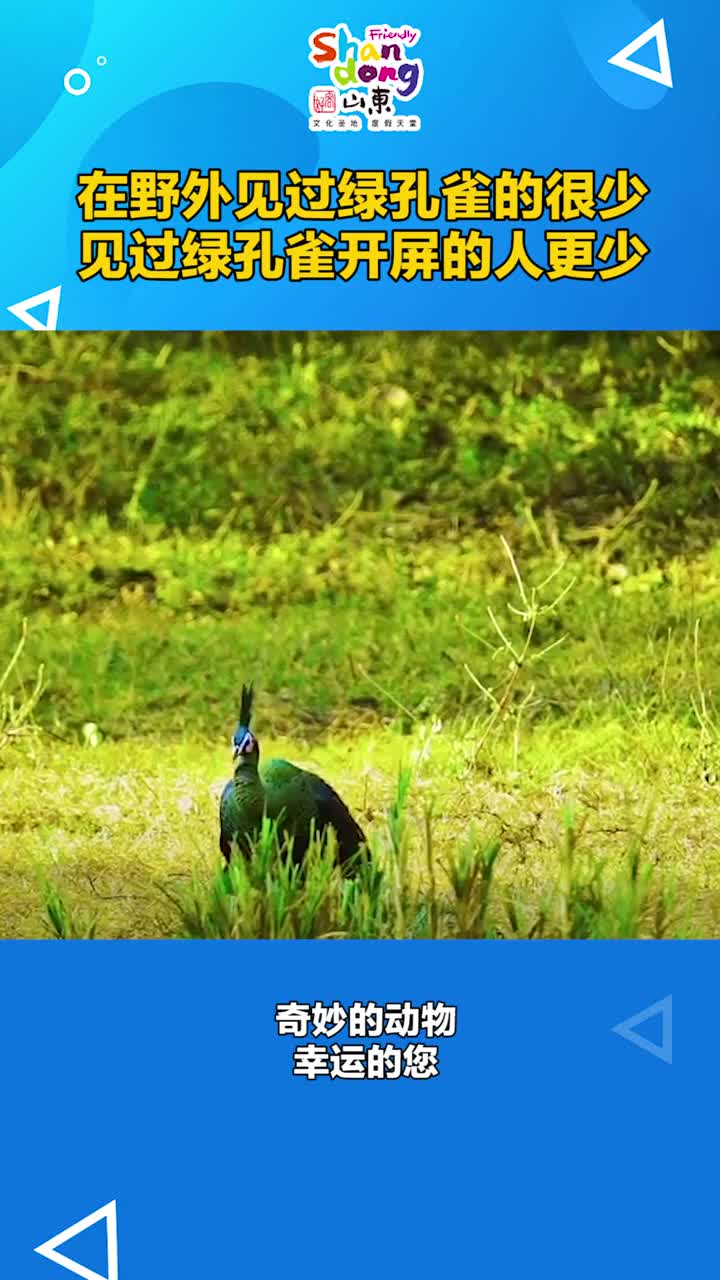 在野外见过绿孔雀的人很少见过绿孔雀开屏的人更少抖音小助手