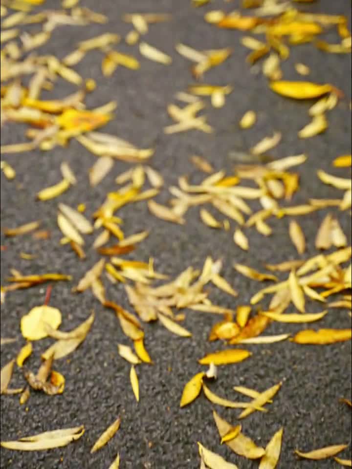 又是一年黄叶飘一场相思一场冬凉总以为时间很慢可转眼就要冬天了