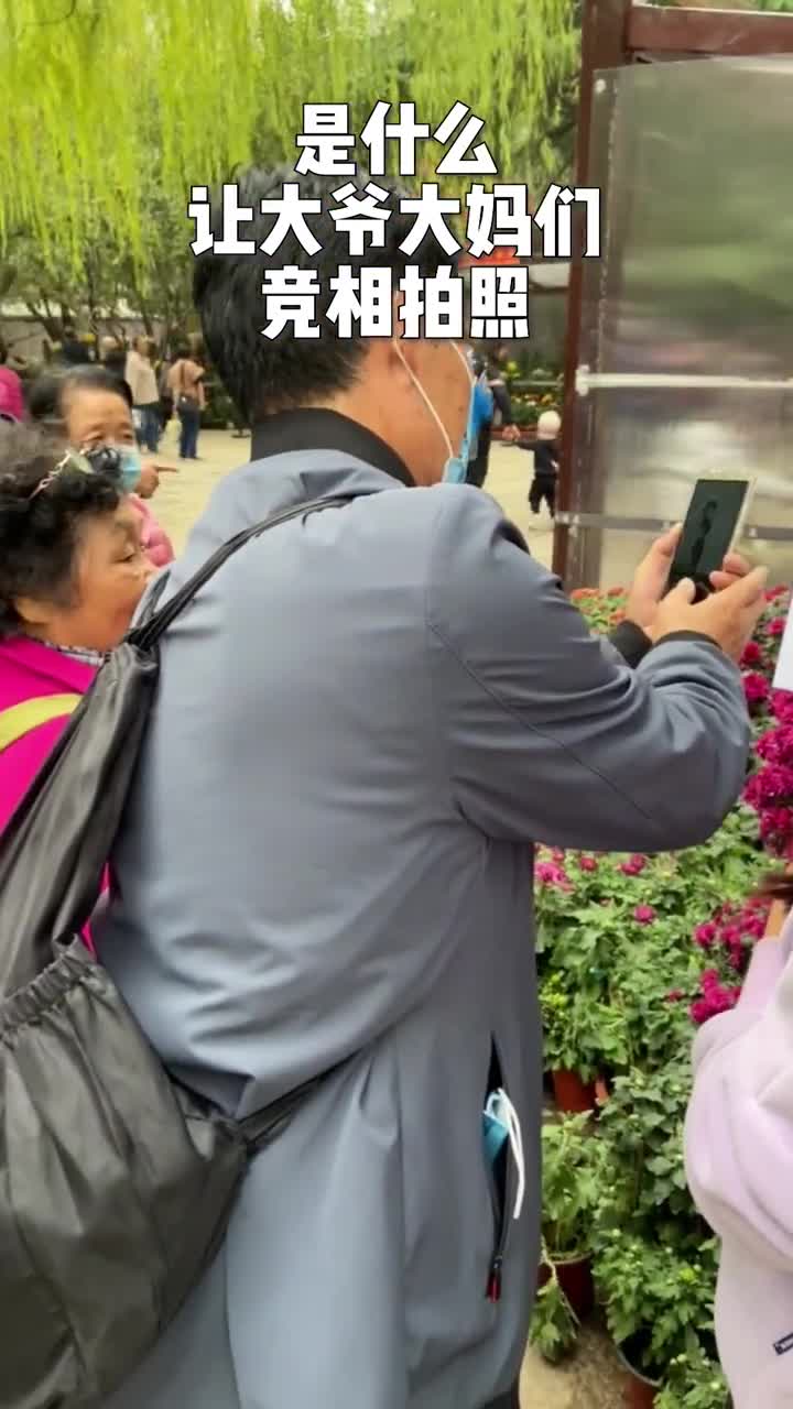 原来趵突泉金秋菊展还能这么看果真大自然是最好的设计师