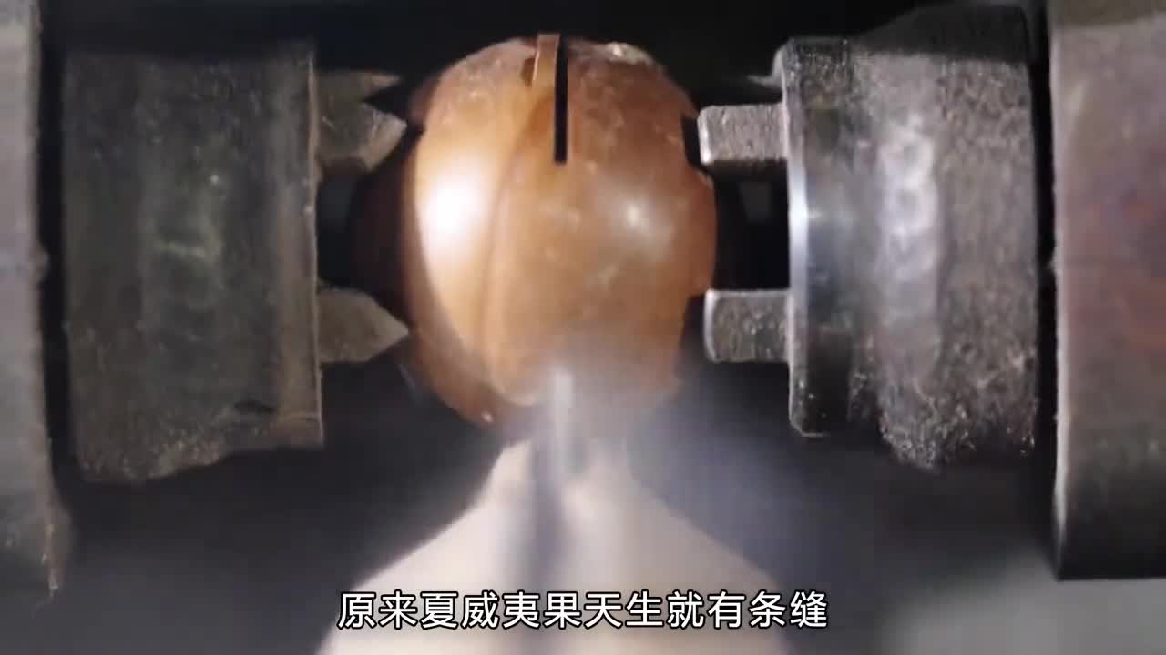 原来夏威夷果天生就有条缝