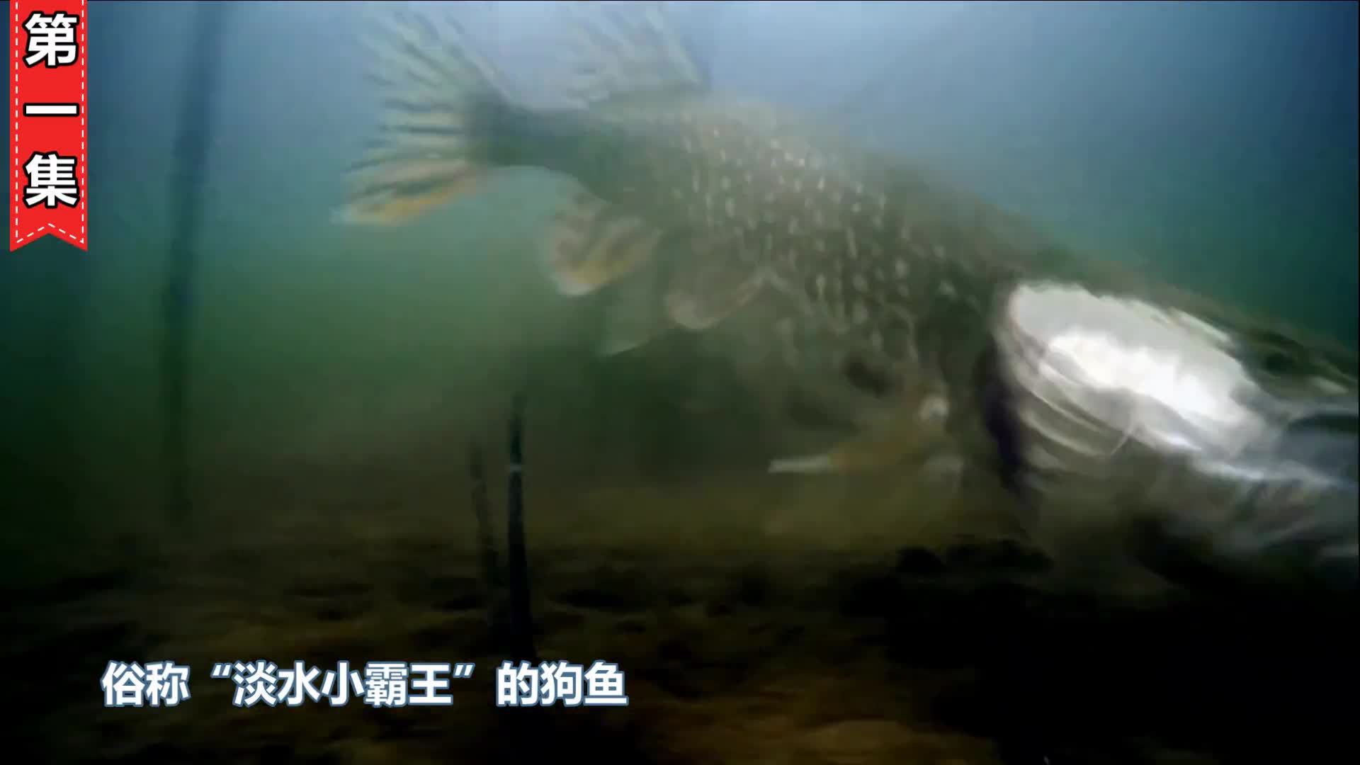 让普京都兴奋不已的狗鱼到底有多猛真能活200岁吗