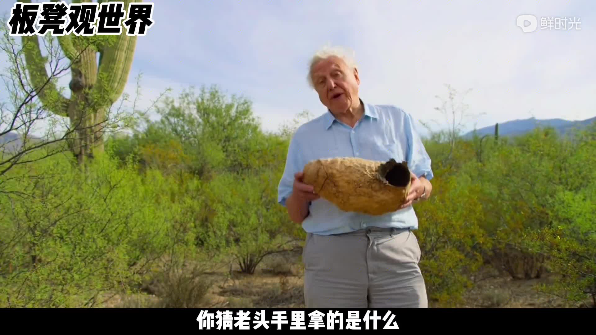 仙人掌对沙漠动物而言真的离不开