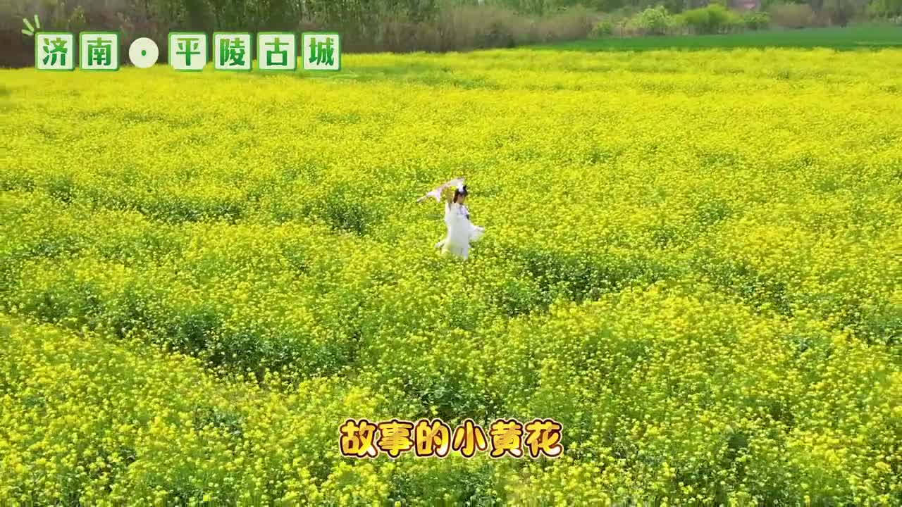 四月过半踏春赏花正当时山东的油菜花海迎来了最佳观赏期徜徉在金色田野穿梭油画间寻找春天最明媚的颜色