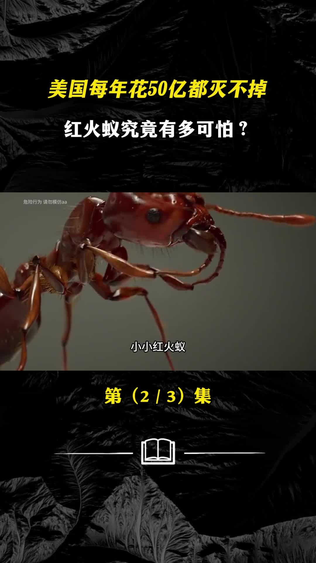 美国每年花50亿都灭不掉红火蚁究竟有多可怕