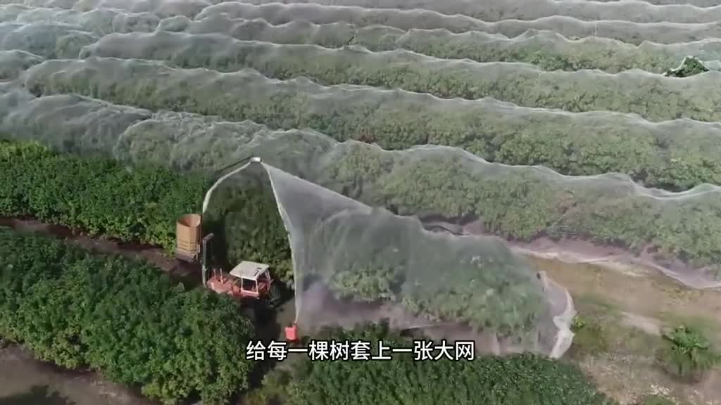 你吃过树莓吗满满的果肉每一口下去都是酸酸甜甜的