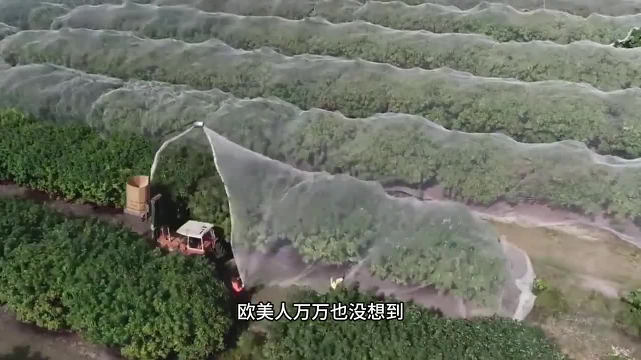 你喜欢吃开心果吗