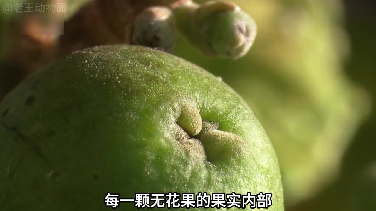 寄生中的寄生无花果混乱的寄生关系