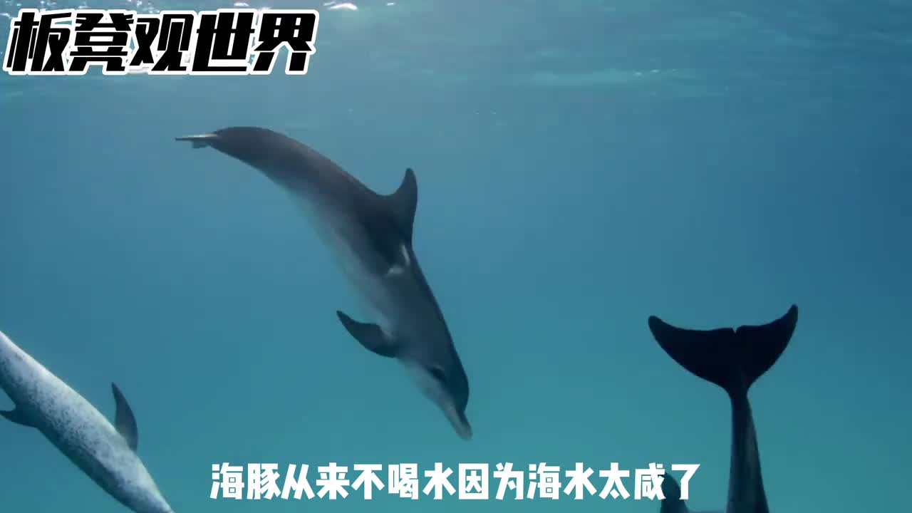 海豚不喝海水那他不会渴吗